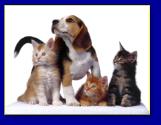 Háttérképek: cicák, kutyák 1600×1200