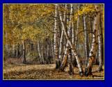 Háttérképek: erdők, fák, tájak 1600×1200