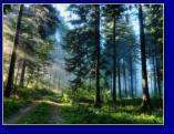 Háttérképek: erdők, fák, tájak 1600×1200