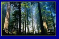 Háttérképek: erdők, fák, tájak 1920×1200 wide