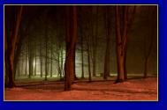 Háttérképek: erdők, fák, tájak 1920×1200 wide