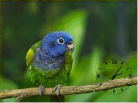 Háttérképek órával: papagáj