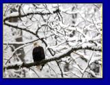 Háttérképek: téli tájak, havas tájak 1600×1200 